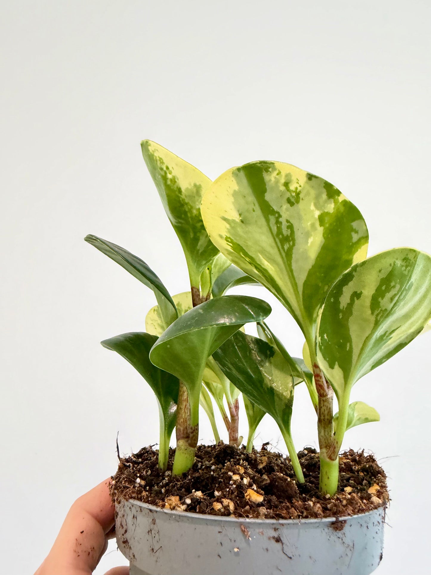 Baby Rubber Plant Variegated - Peperomia Obtusifolia Variegata