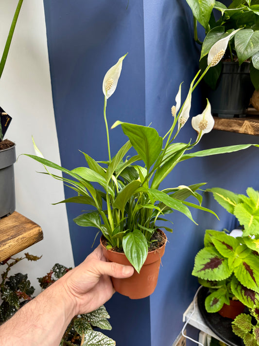 Spathiphyllum Bellini - Peace Lily
