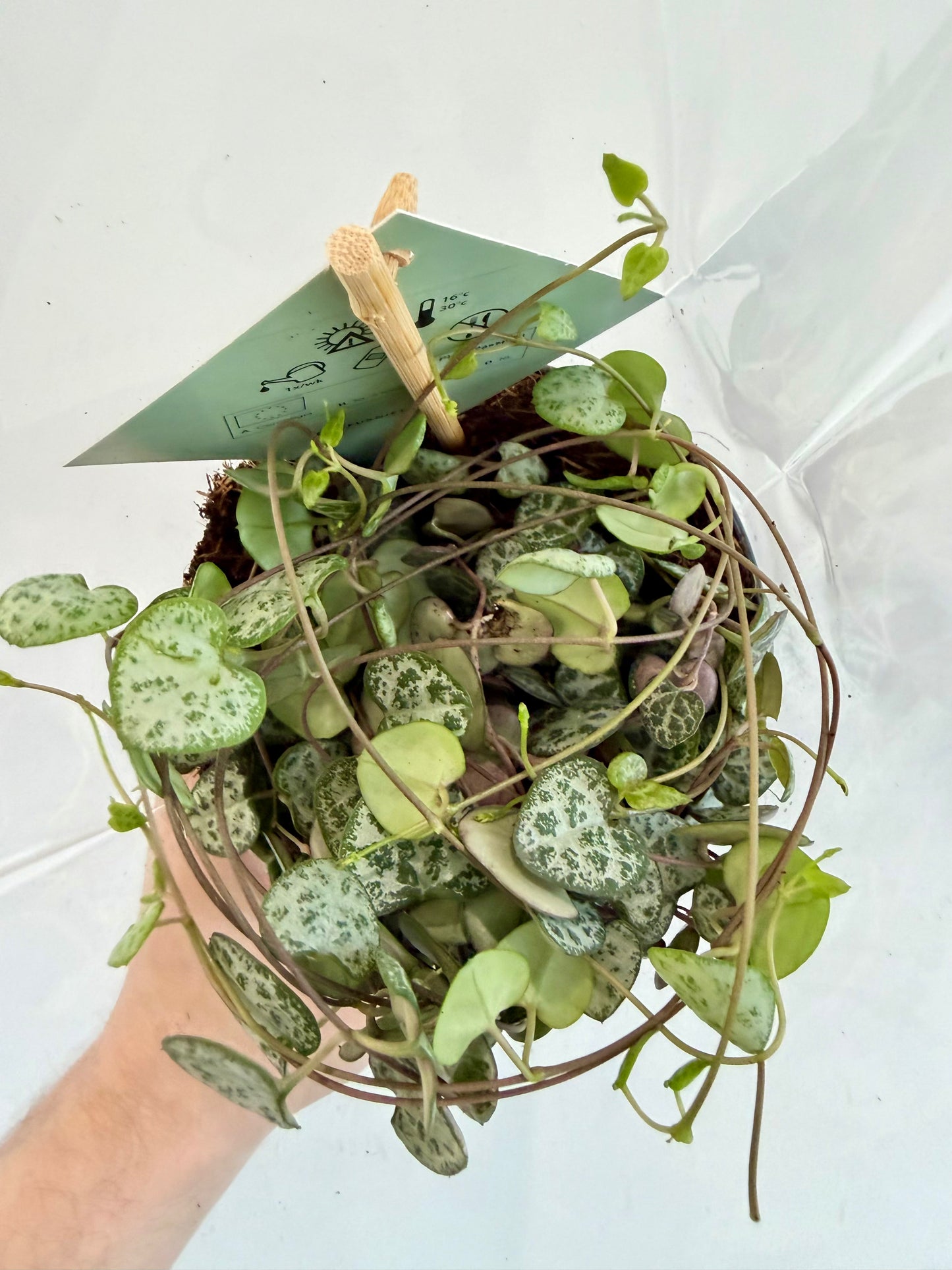 String of Hearts - Ceropegia Woodii