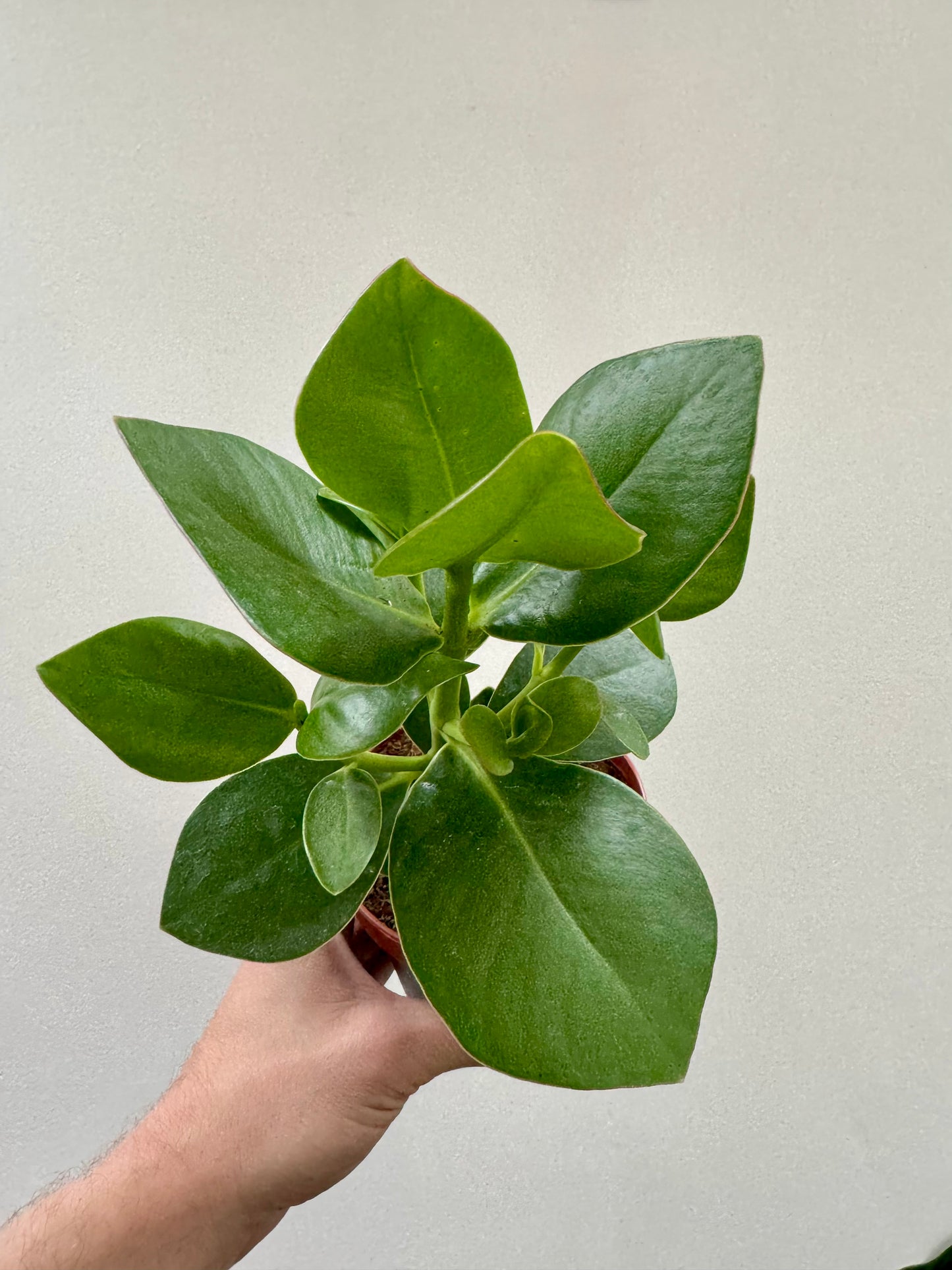 Clusia Rosea - Autograph Tree