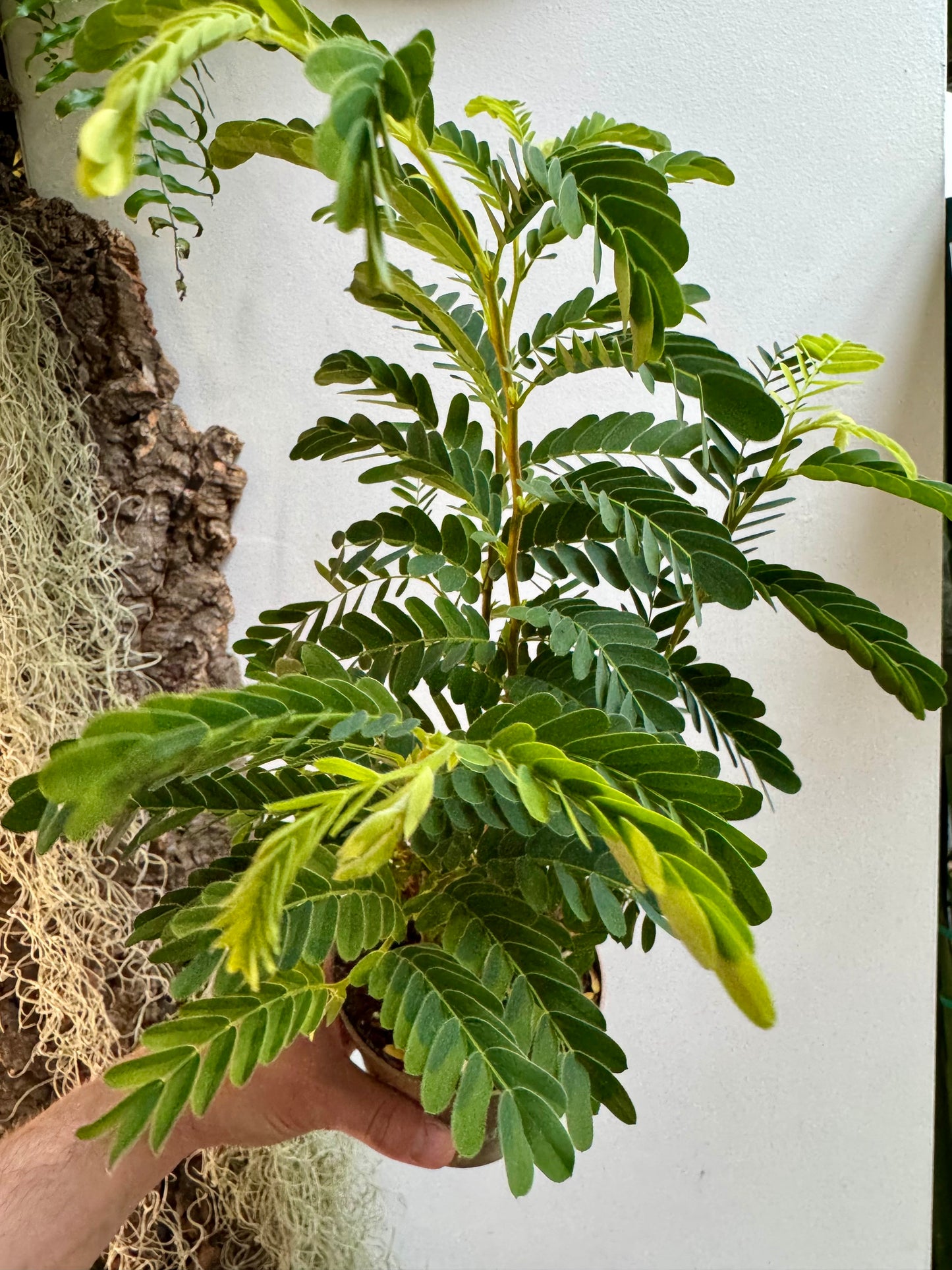 Tamarindus Indica - Tamarind Tree