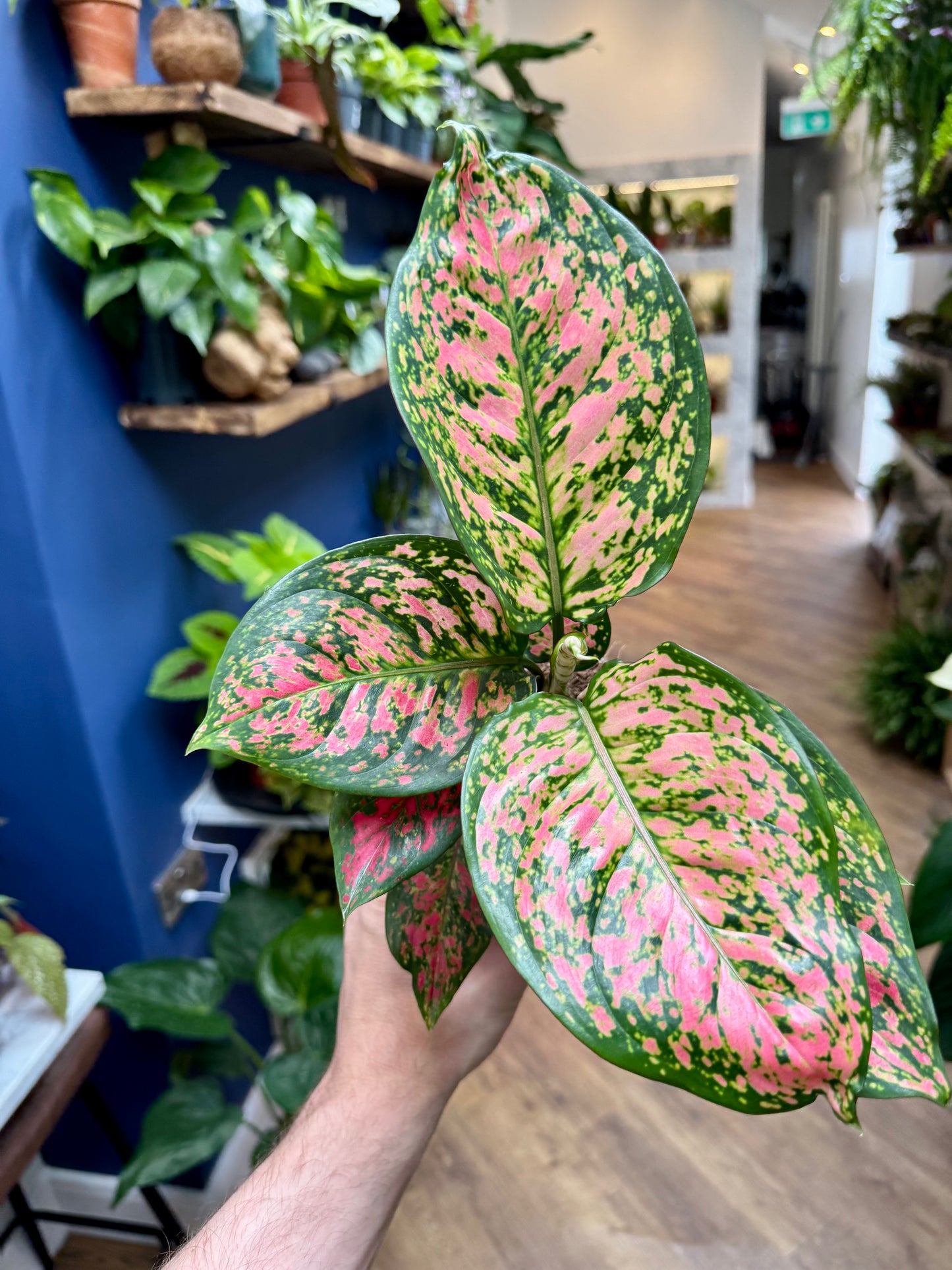 Aglaonema - Chinese Evergreen