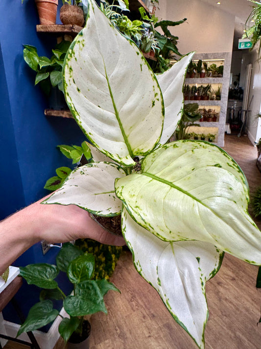 Aglaonema - Chinese Evergreen
