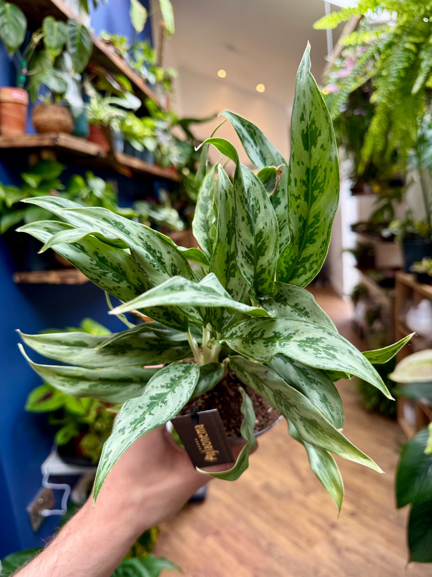 Aglaonema - Chinese Evergreen
