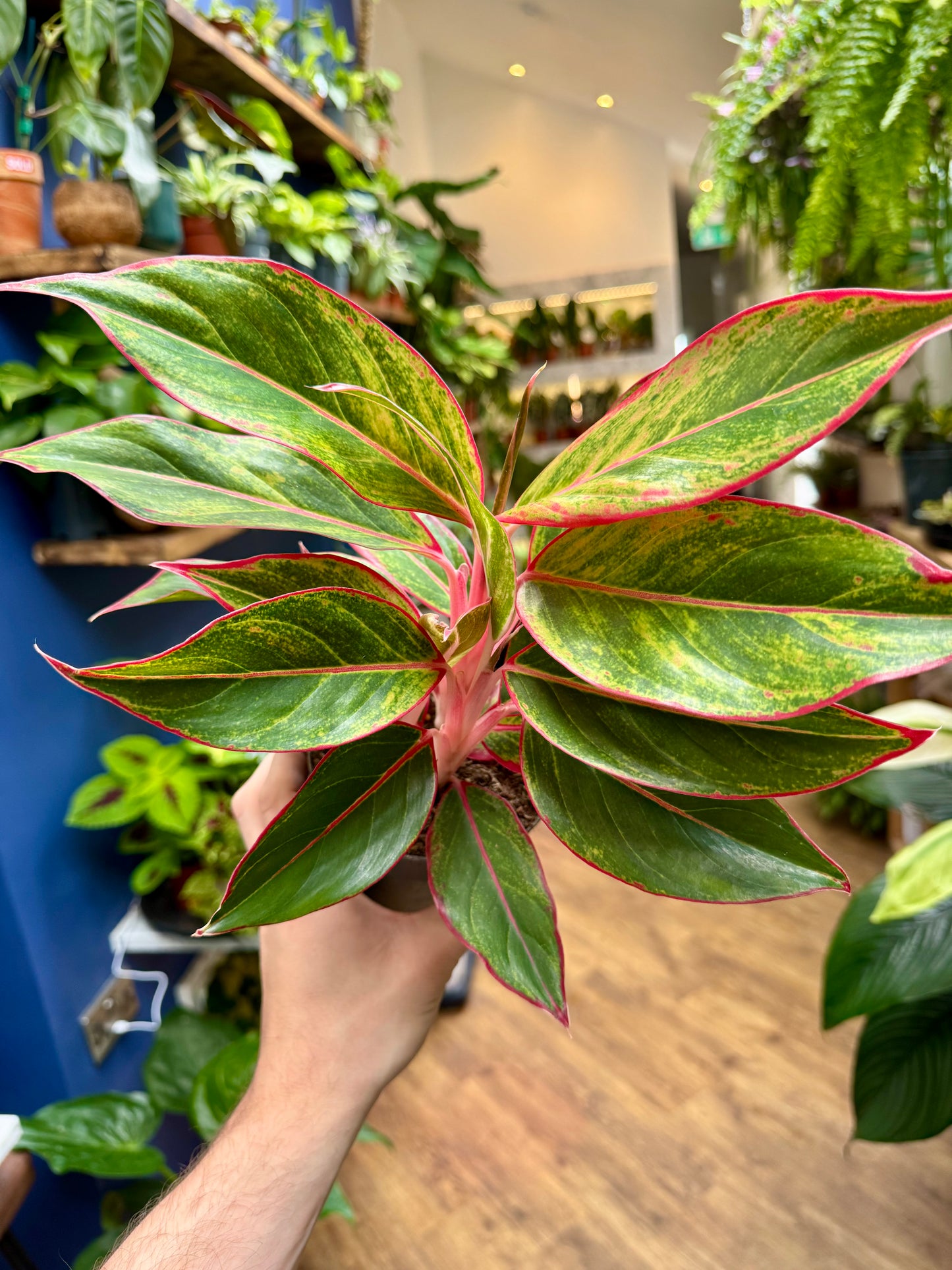 Aglaonema - Chinese Evergreen