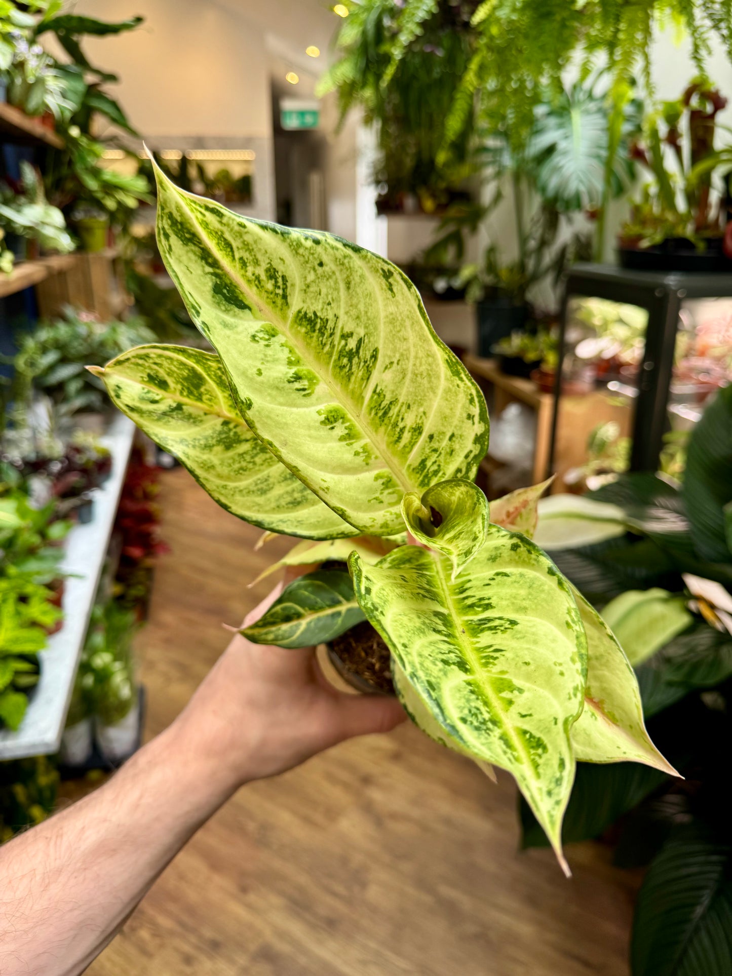 Aglaonema - Chinese Evergreen