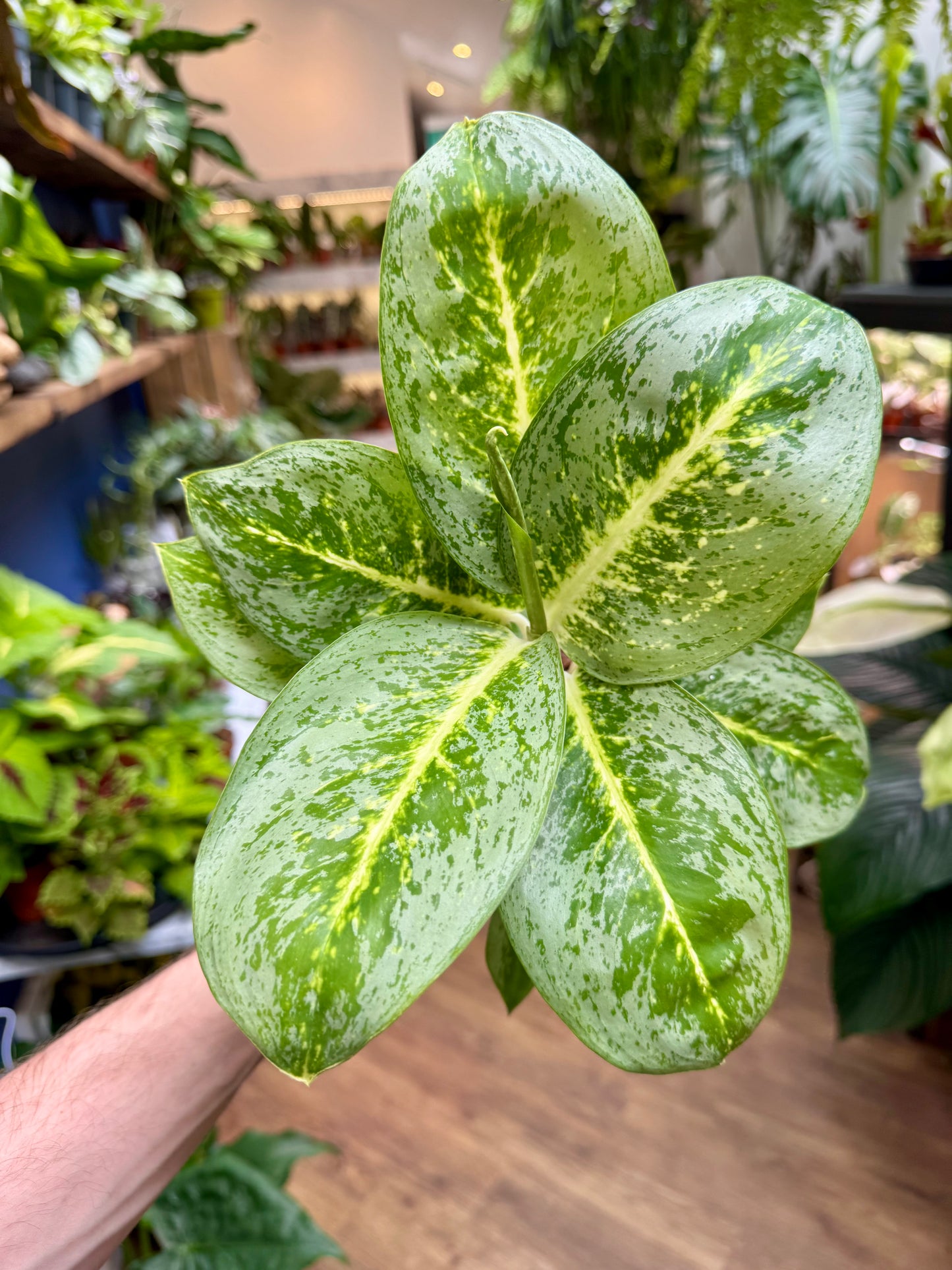 Aglaonema - Chinese Evergreen