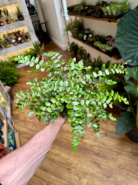 Pellaea Rotundifolia - Button Fern
