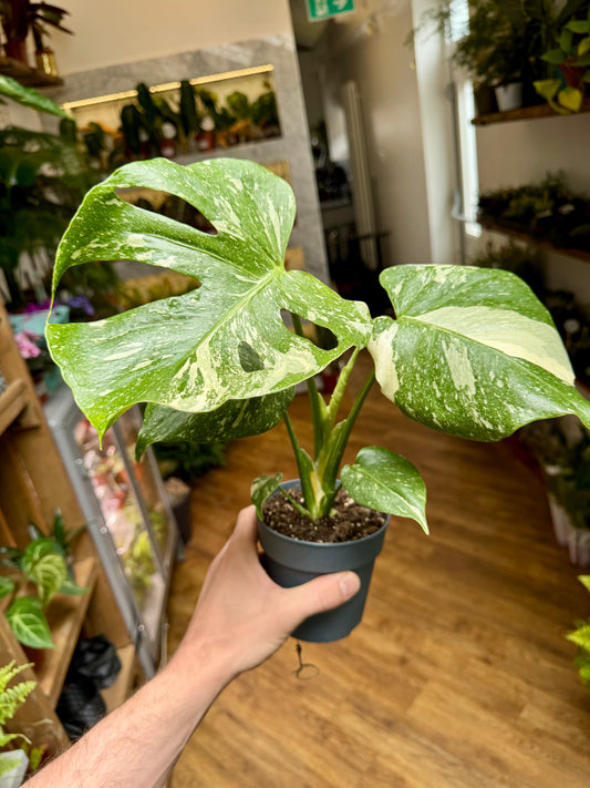 Monstera Deliciosa Variegata - Monstera Thai Constellation