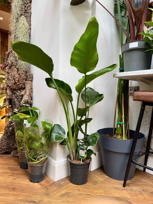 Strelitzia Nicolai - Giant White Bird of Paradise