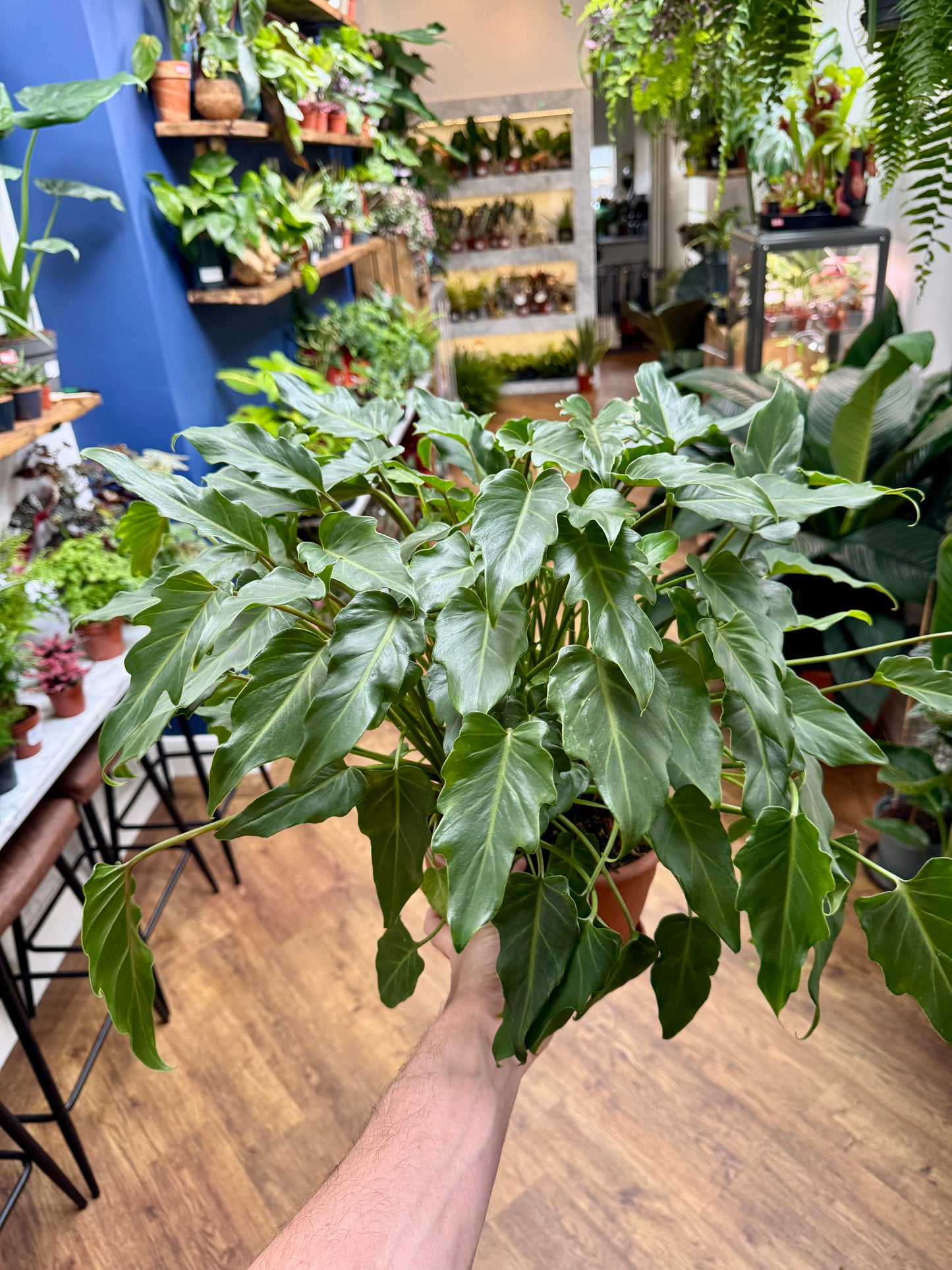 Philodendron Xanadu Bonsai