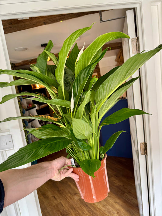 Spathiphyllum Sweet Lauretta - Peace Lily