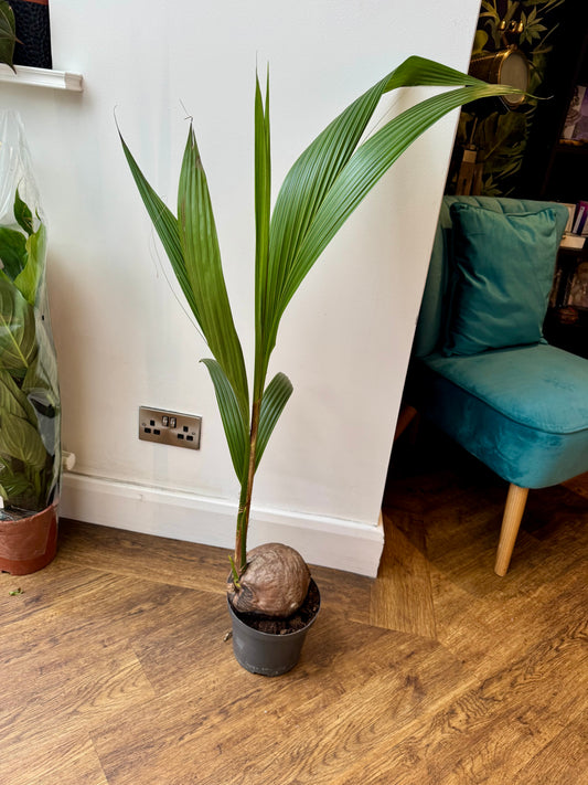 Cocos Nucifera - Coconut Palm