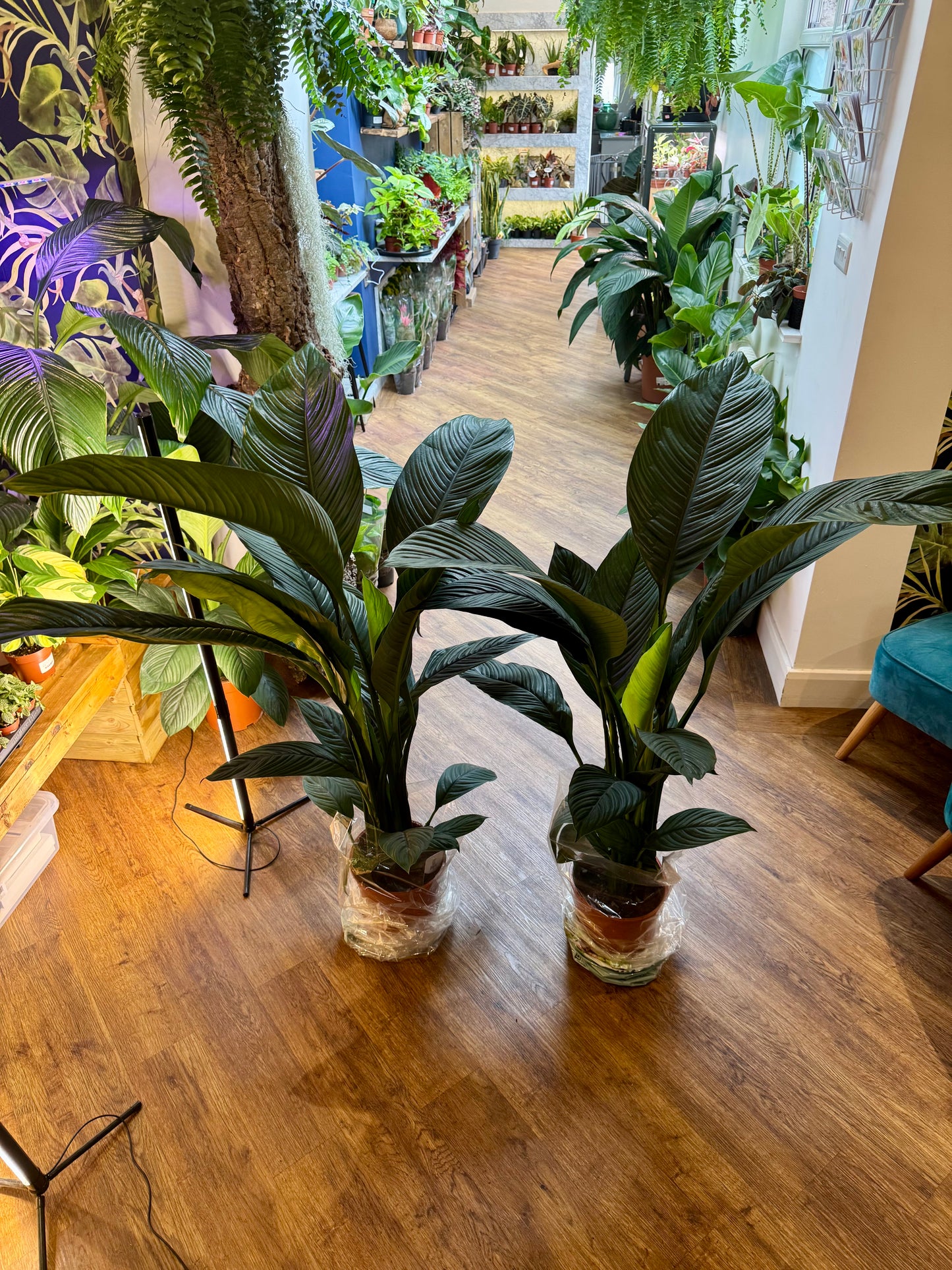 Spathiphyllum Sensation - Giant Peace Lily