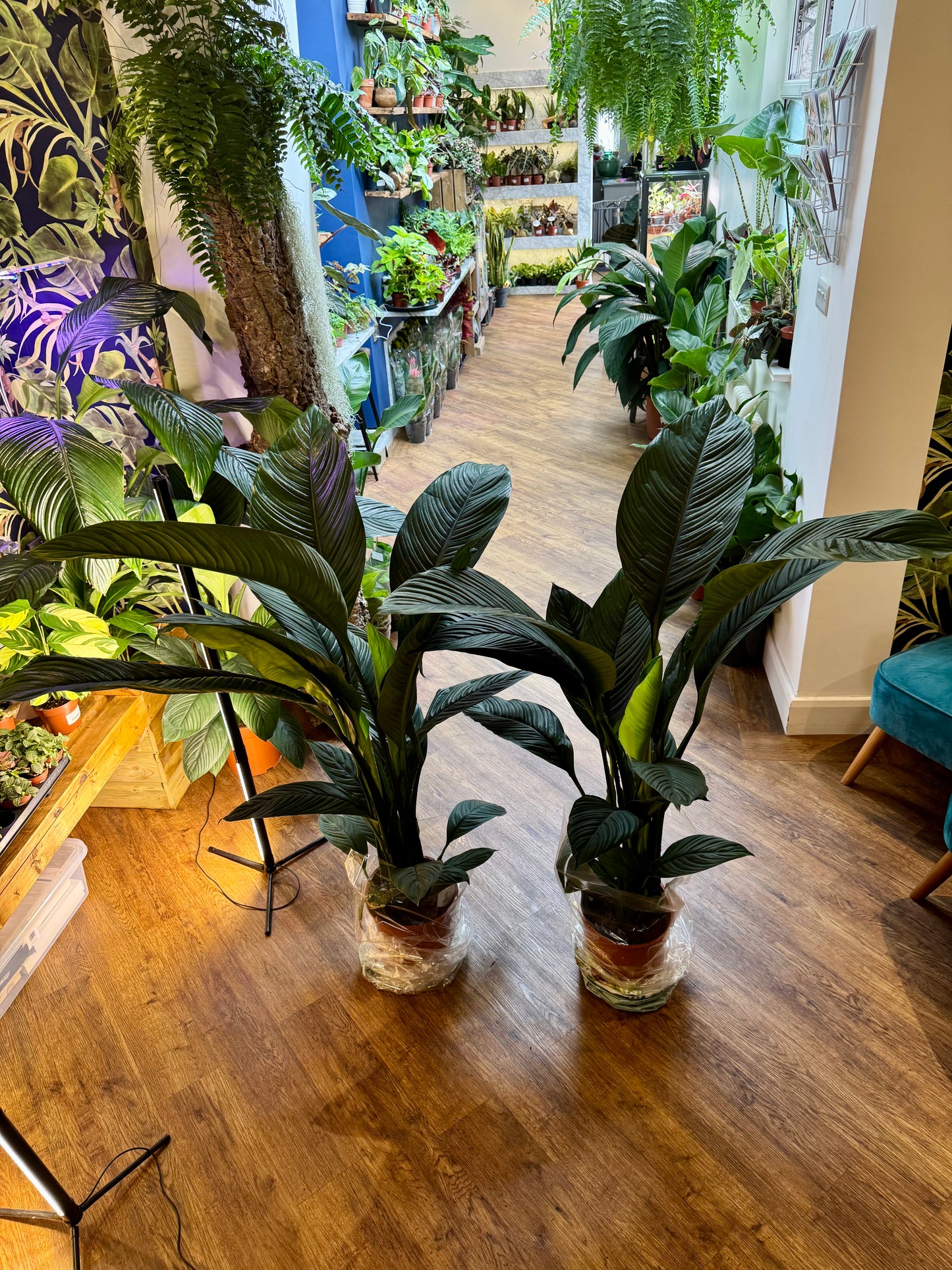 Spathiphyllum Sensation - Giant Peace Lily