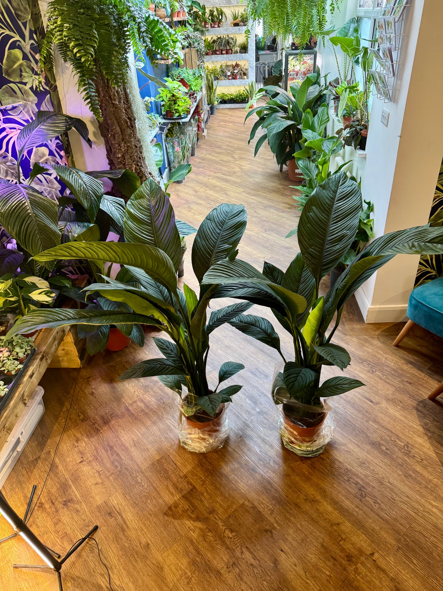 Spathiphyllum Sensation - Giant Peace Lily