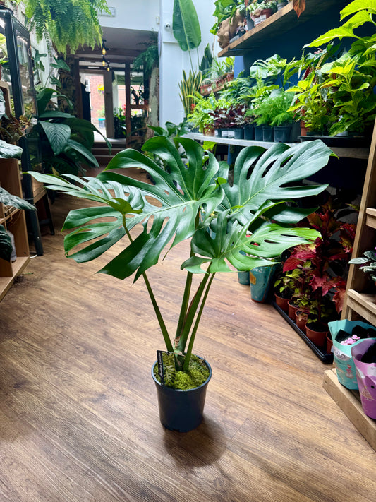 Monstera Deliciosa - Swiss Cheese Plant - XL Leaves