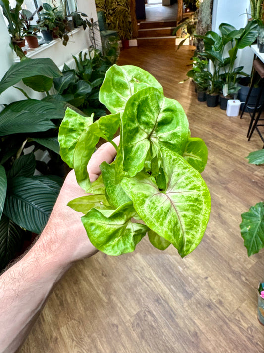 Syngonium Podophyllum - Arrow Head Vine