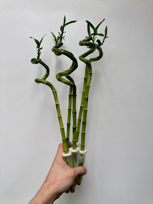 Dracaena Sanderiana - Lucky Bamboo