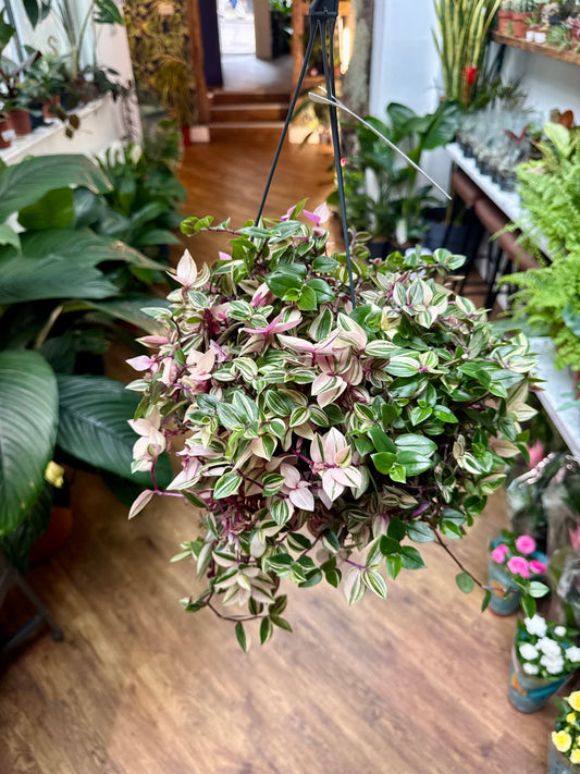 Tradescantia Quadricolour - Tricolour Inch Plant in Hanging Basket