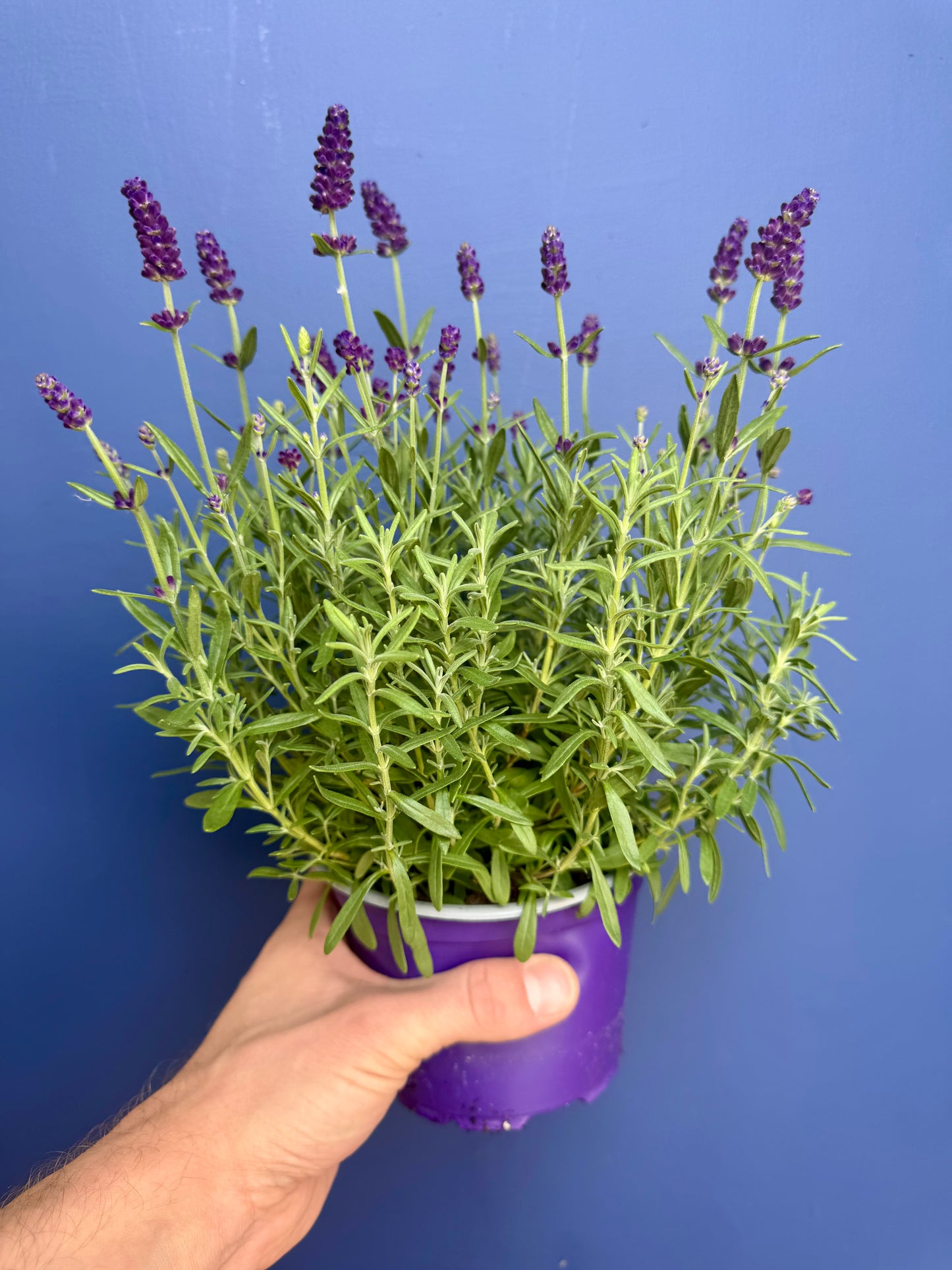 Lavandula - Lavender Purple Essence
