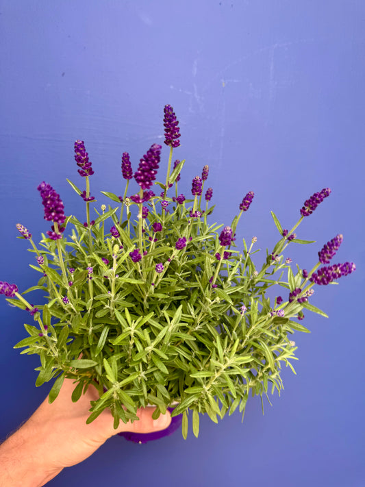 Lavandula - Lavender Purple Essence