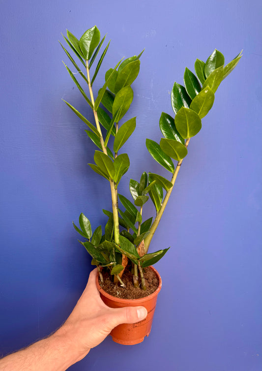 Zamioculcas Zammiifolia - ZZ Plant