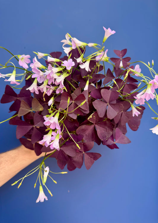 Oxalis Ikigai Mijke - False Shamrock Plant
