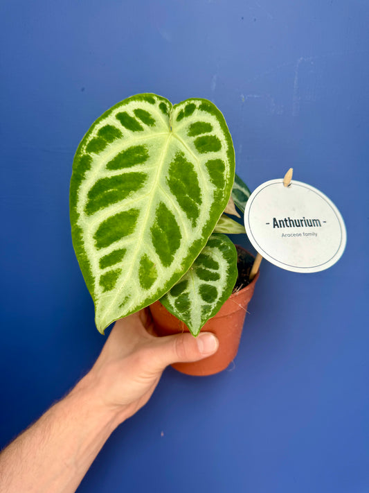 Anthurium Crystallinum Silver Blush