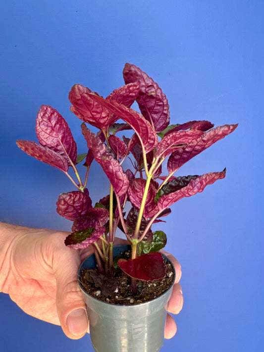 Hemigraphis - Crispy Red Flame