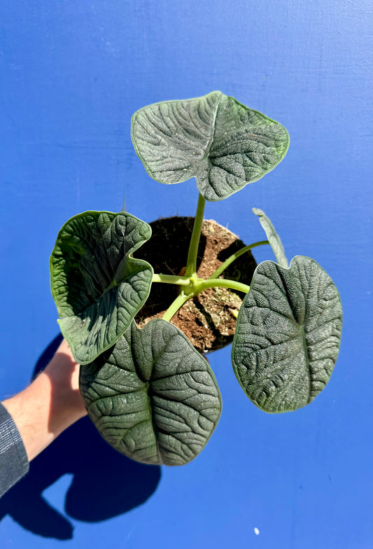 Alocasia Rugosa - Alocasia Melo