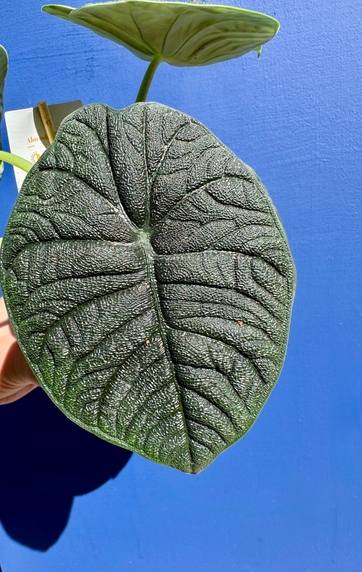 Alocasia Rugosa - Alocasia Melo