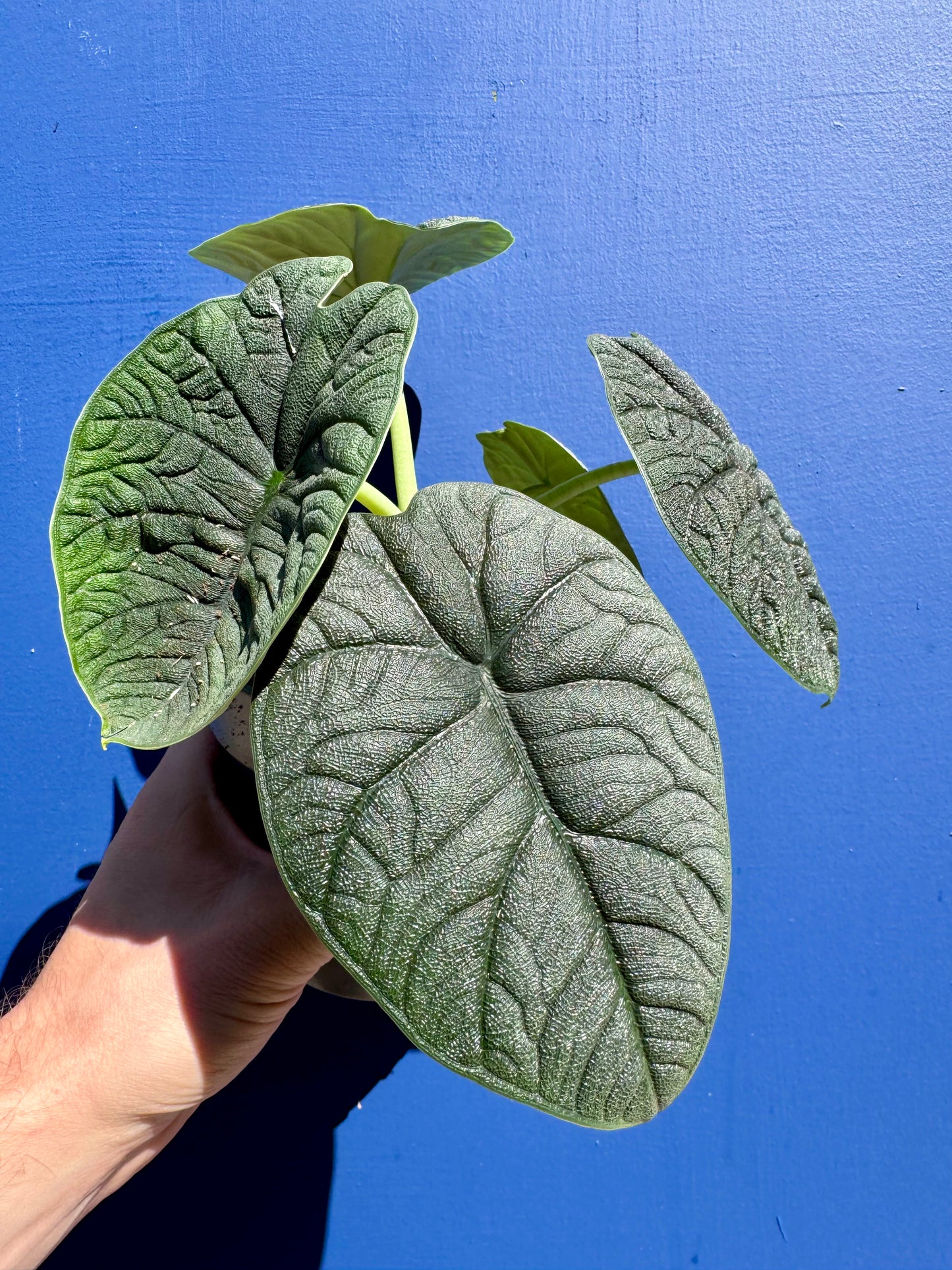 Alocasia Rugosa - Alocasia Melo