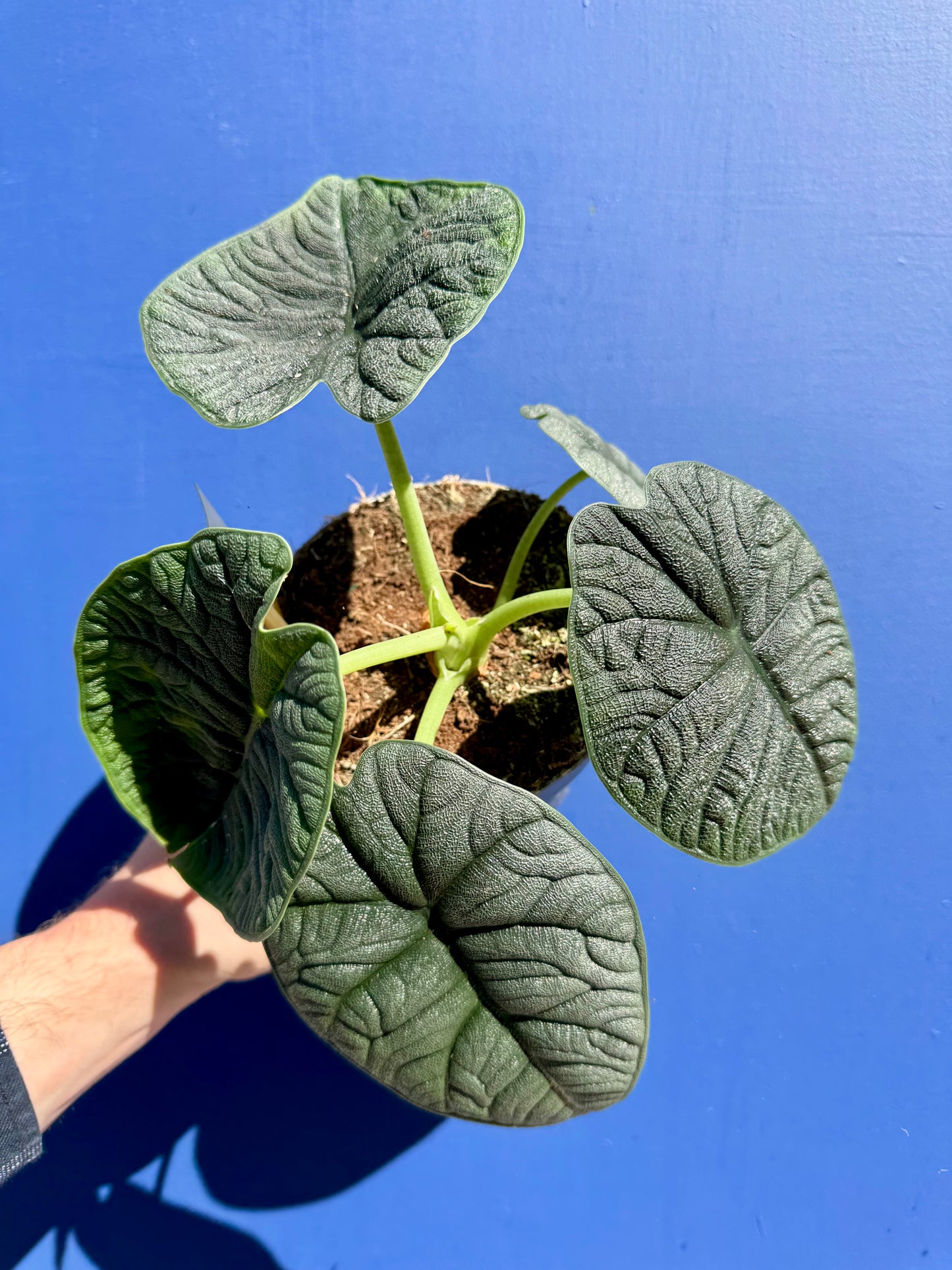 Alocasia Rugosa - Alocasia Melo