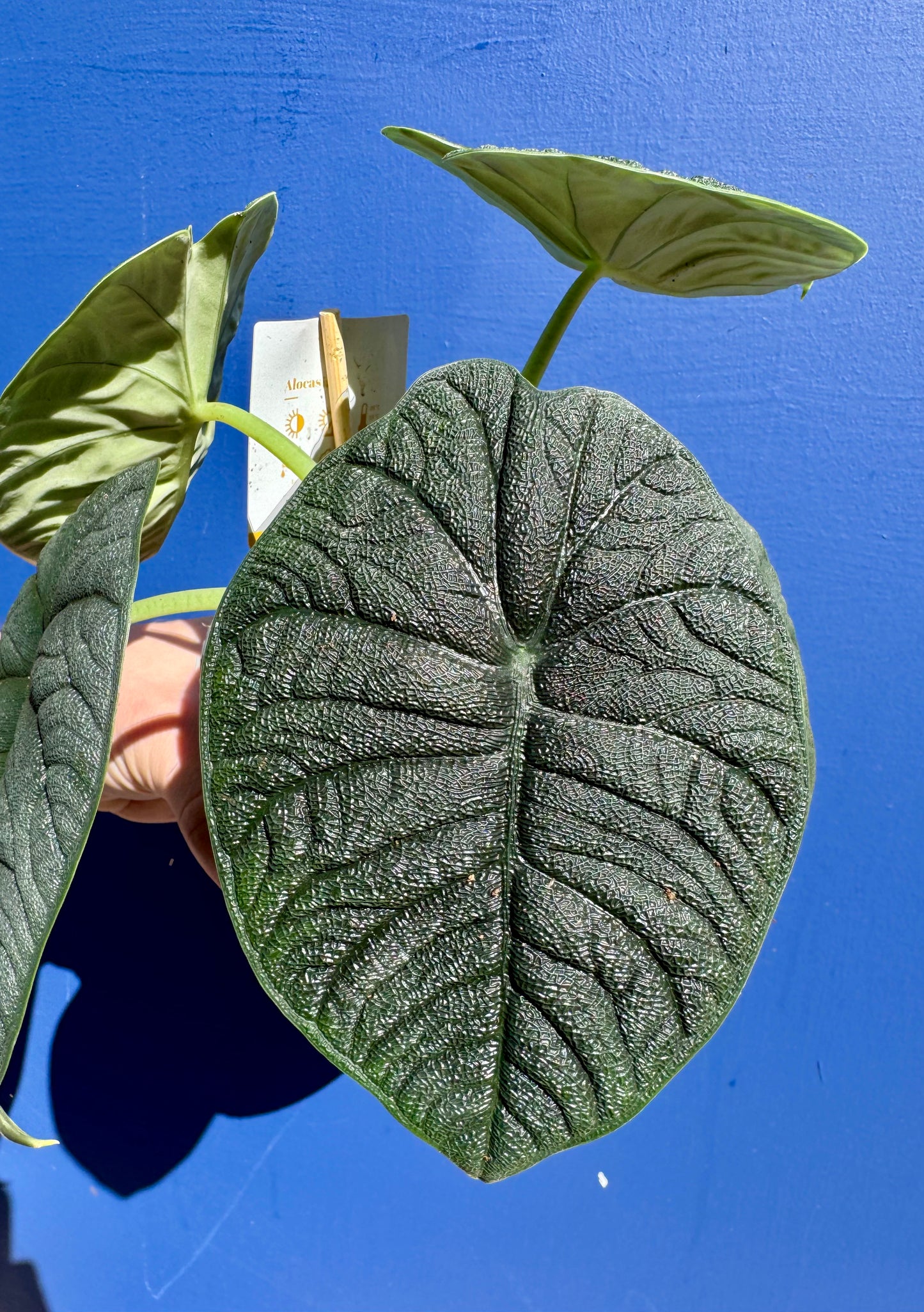 Alocasia Rugosa - Alocasia Melo