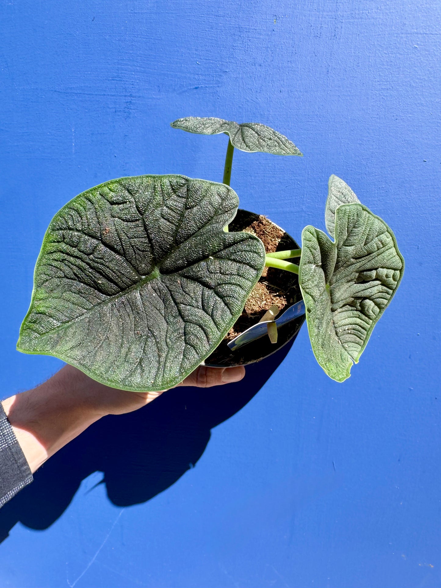Alocasia Rugosa - Alocasia Melo