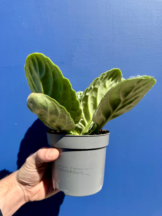 Streptocarpus Saxorum - Pretty Turtle