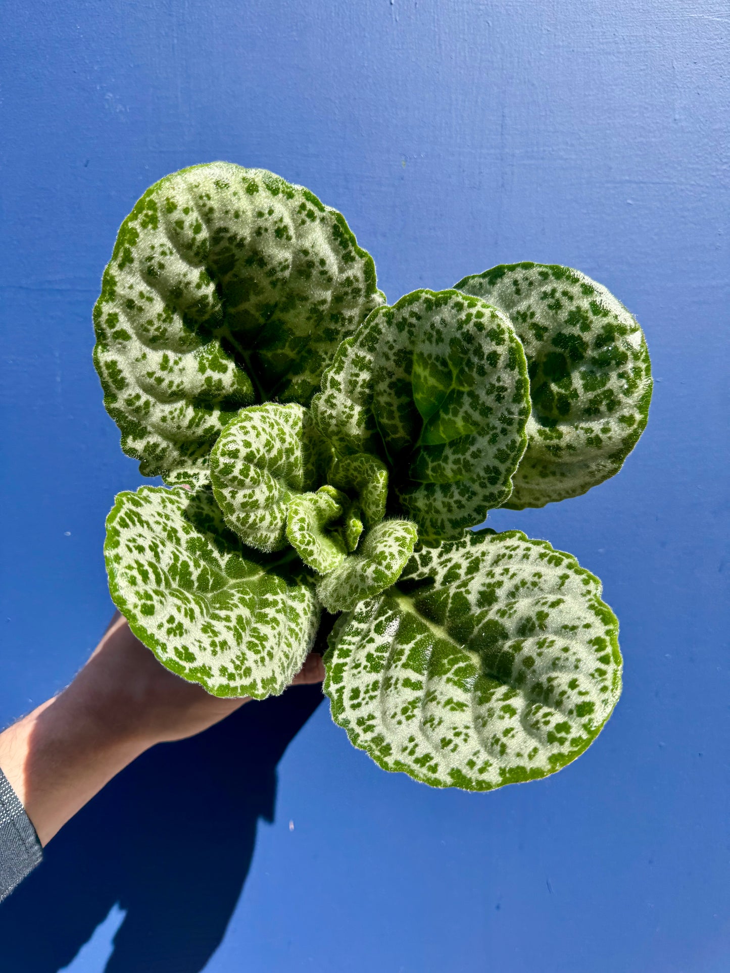 Streptocarpus Saxorum - Pretty Turtle