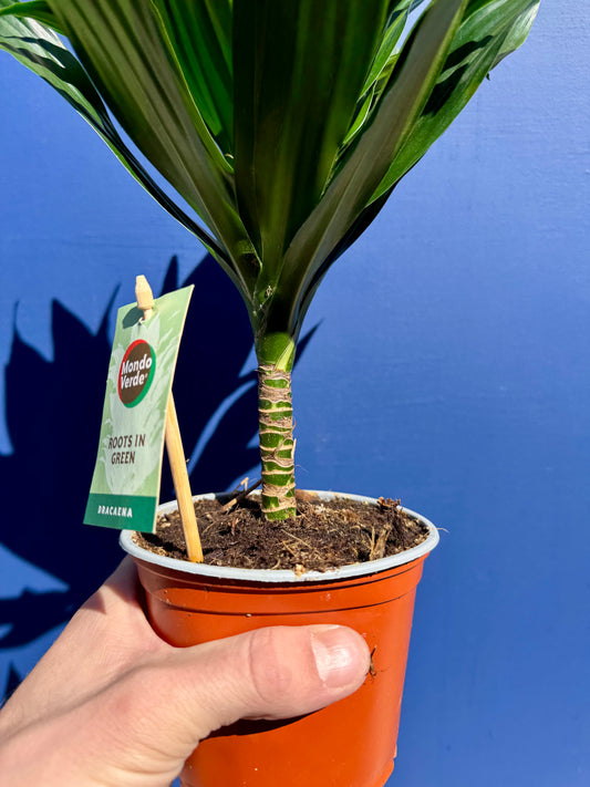 Dracaena Compacta - Dragon Tree