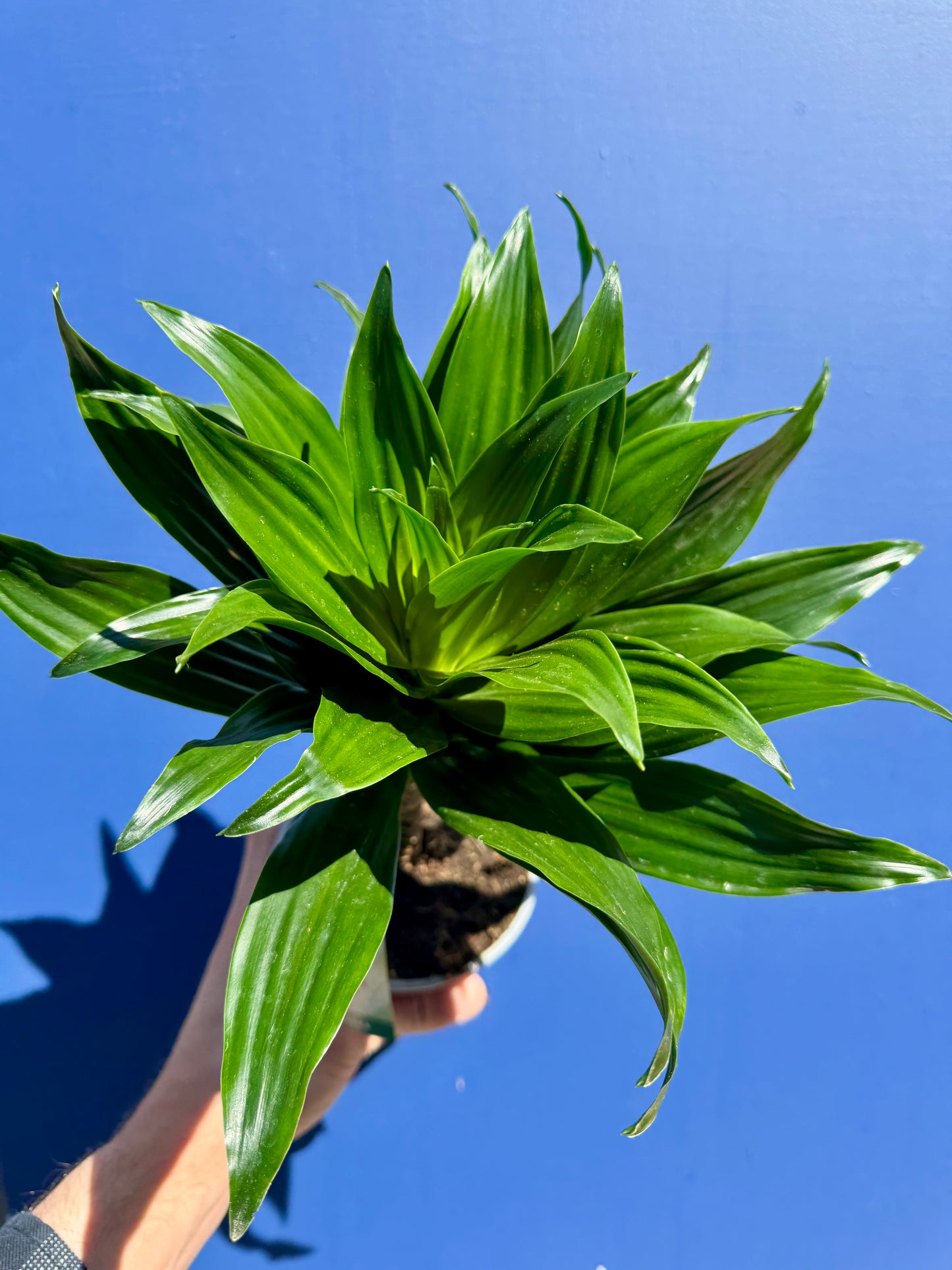 Dracaena Compacta - Dragon Tree
