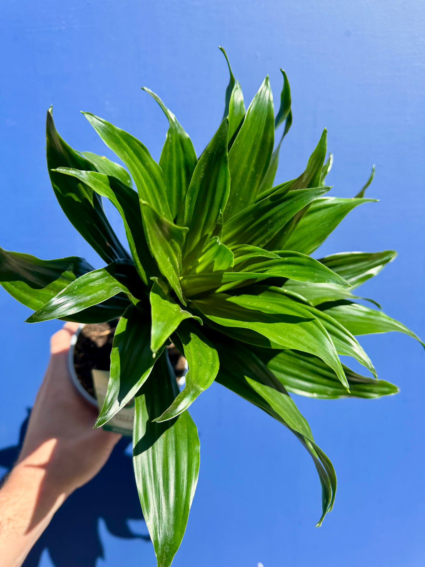 Dracaena Compacta - Dragon Tree