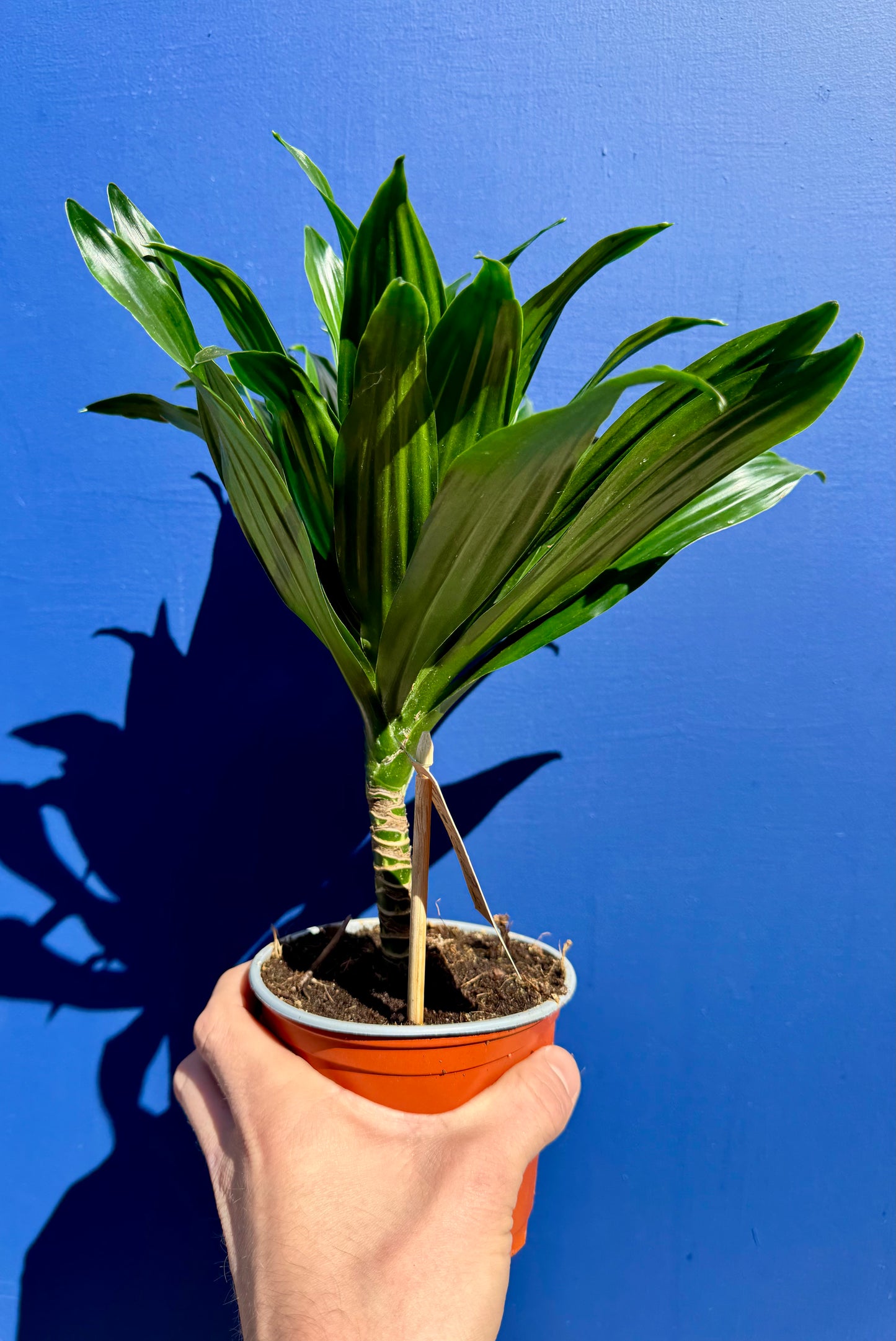 Dracaena Compacta - Dragon Tree