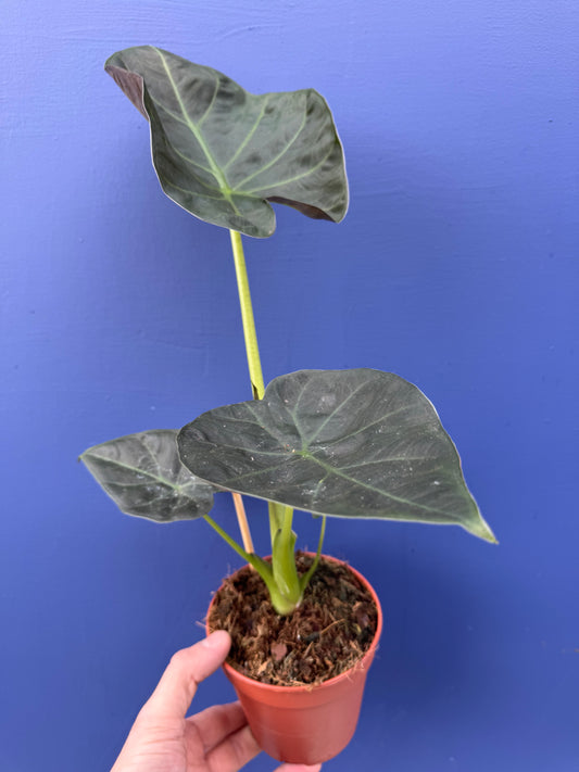 Alocasia Regal Shield (Alocasia Odora x Alocasia Reginula)