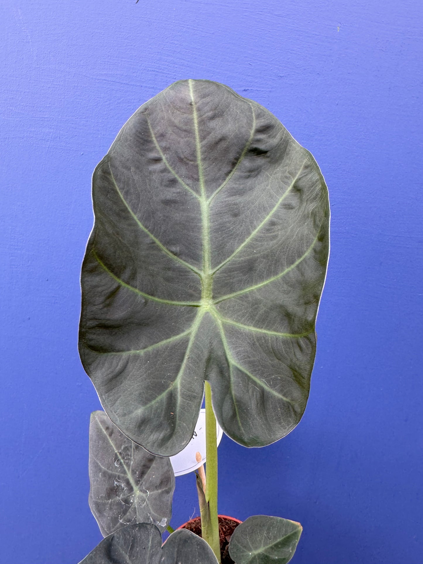 Alocasia Regal Shield (Alocasia Odora x Alocasia Reginula)