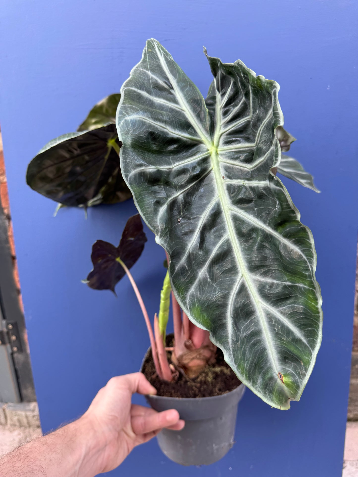 Alocasia Pink Dragon