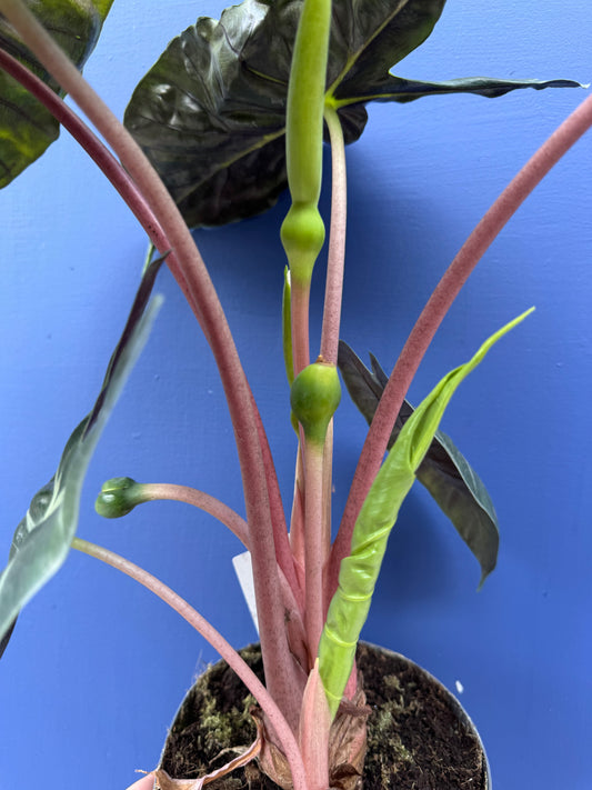 Alocasia Pink Dragon