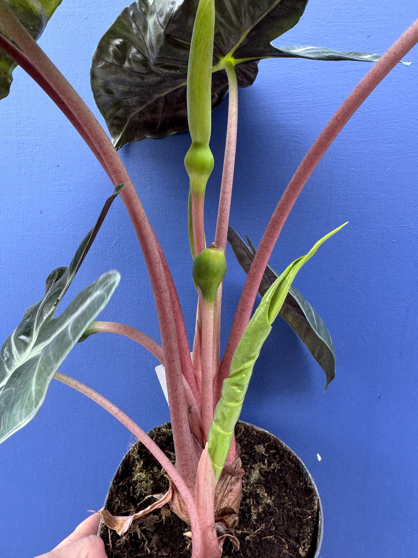 Alocasia Pink Dragon