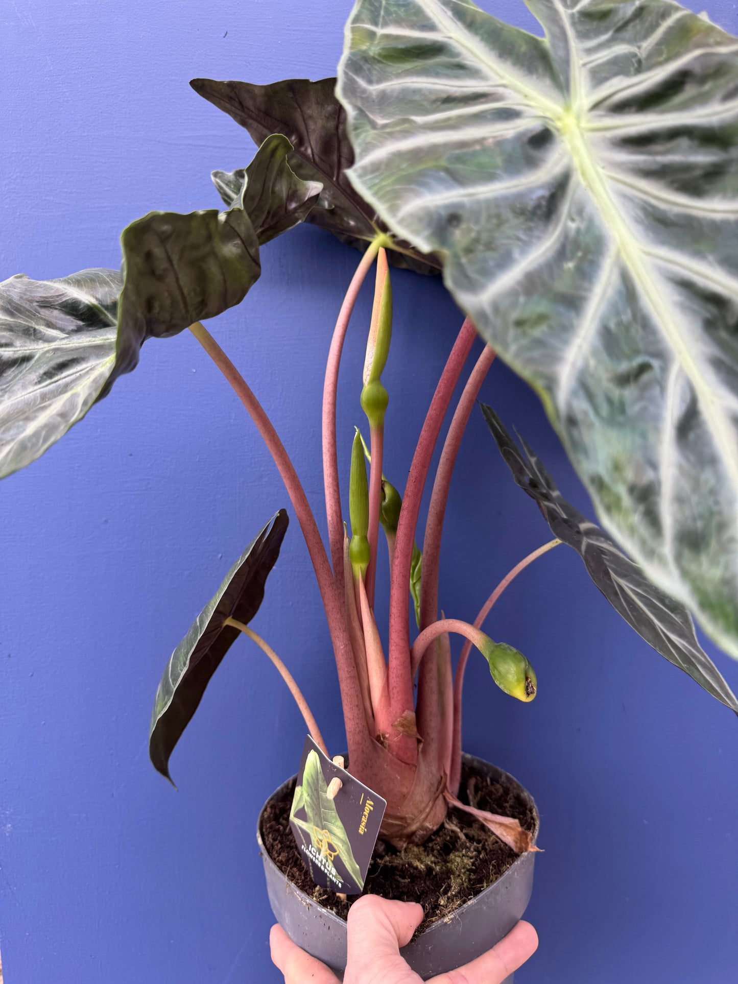 Alocasia Pink Dragon