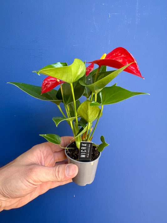 Anthurium Micra - Red Flamingo Flower