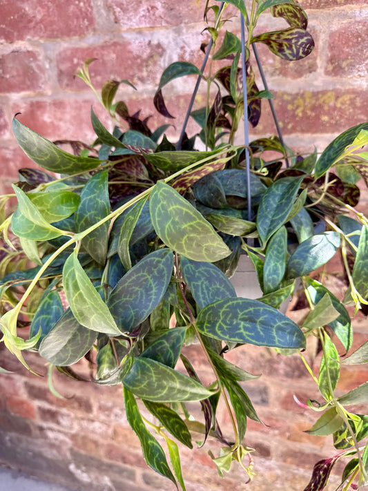 Aeschynanthus Marmoratus - Zebra Lipstick Plant